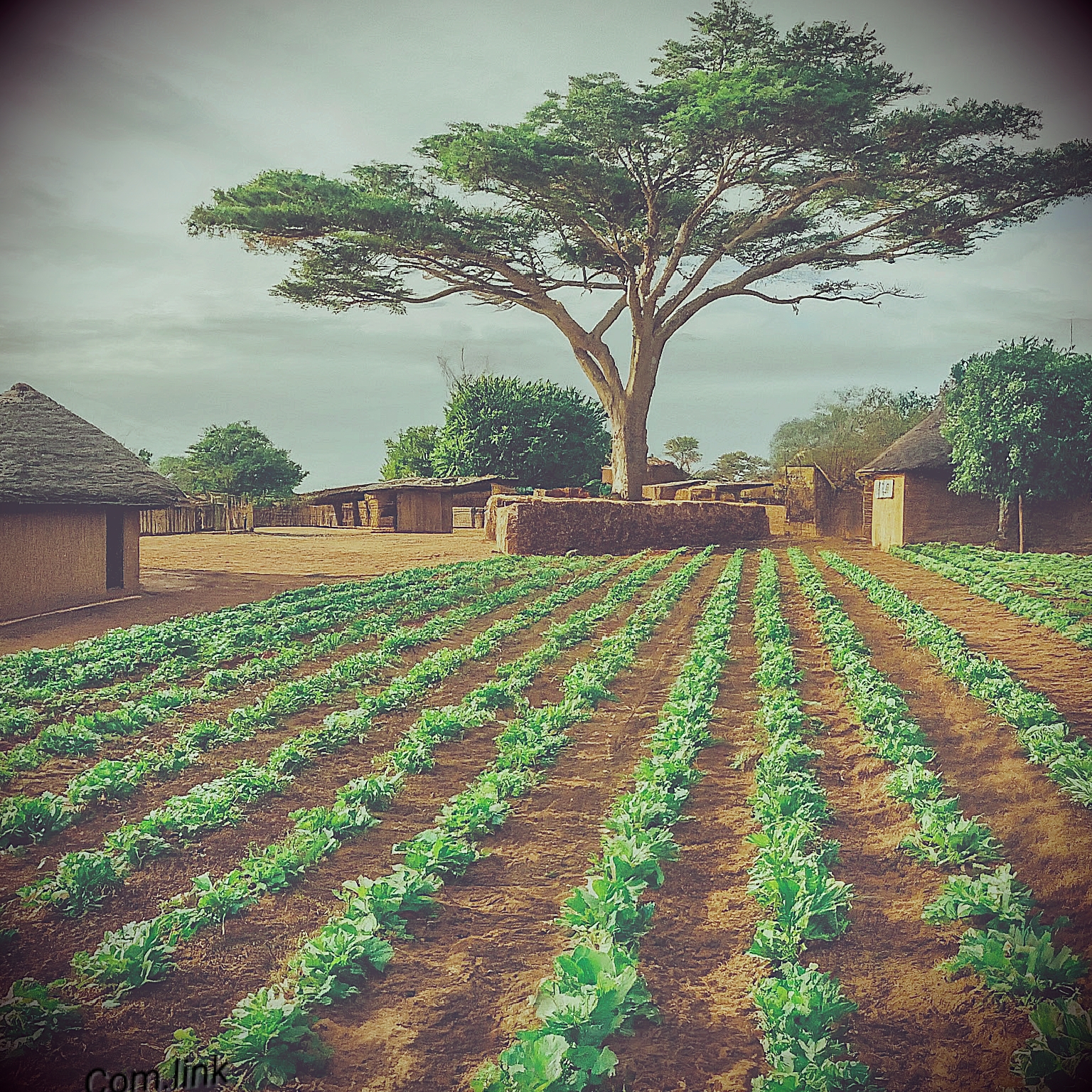 How Sustainable Farming is Transforming Lives in Rural Africa